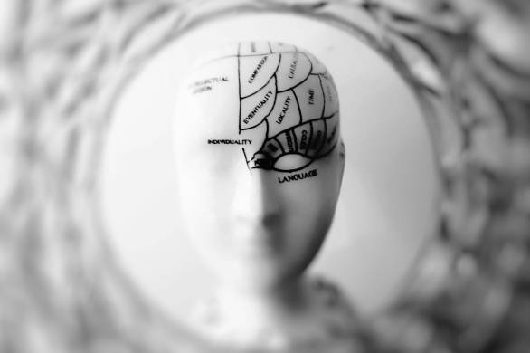 A ceramic model of the human brain